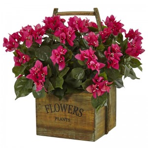August Grove Bougainvillea Flowering Plant in Planter AGGR7407